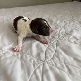 Poodle Puppies from Genesis Kinnibrugh