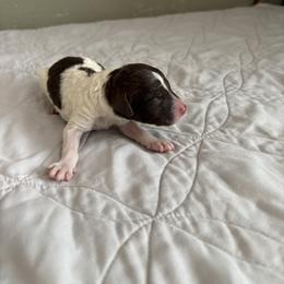 Poodle Puppies from Genesis Kinnibrugh