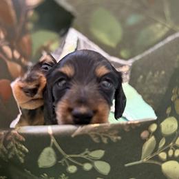Dachshund Puppies from Birkin’ Paws