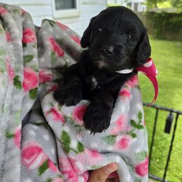 Aussiedoodle Puppies from Louisville Doodles