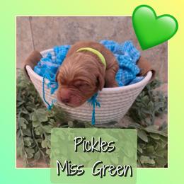 Pickles - Dark golden female Golden Retriever puppy in Driggs, Idaho from SK Golden Retrievers