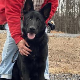 Noah Vom Top Gun - Black male German Shepherd puppy in Great Cacapon, West Virginia from Top Gun Shepherds, LLC