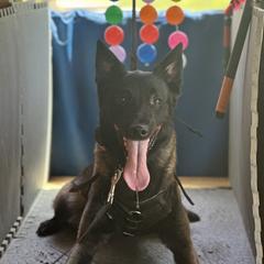 Via - Belgian Malinois