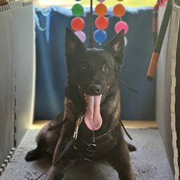 Via - Belgian Malinois