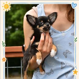 Colt - Black and tan male Chihuahua puppy in Demorest, Georgia from Sourpatch Chihuahuas