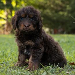 Storm Fly - Red phantom female Aussiedoodle puppy in Mountain Home, Arkansas from Amos and Oak Doodles