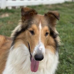 Collies from Hoskins Collies