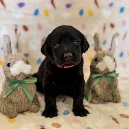 Ms. Pink - Black female Labrador Retriever puppy in Overton, Nevada from Sinfully Sweet Kennel