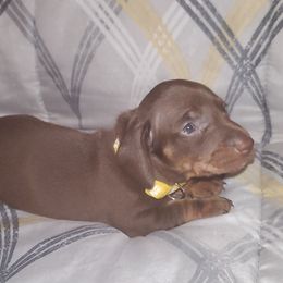 Dachshunds from Yannies Dachsies