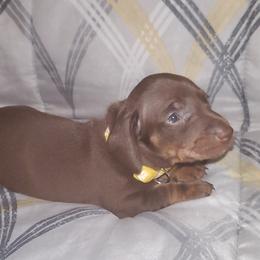 Dachshunds from Yannies Dachsies