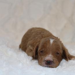 Boy 4 - Apricot male Poodle puppy in Somerset, Ohio from Odyssey Pups