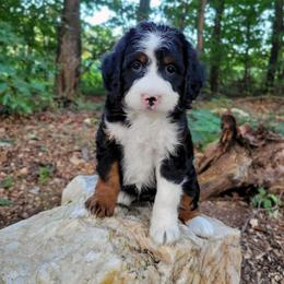 Izzie - Tri-color female Bernedoodle puppy in Narvon, Pennsylvania from Beartown Doodles