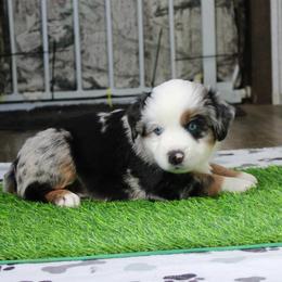 Patch - Blue merle male Miniature Australian Shepherd puppy in Fort Smith, Arkansas from Rye Hill Aussies