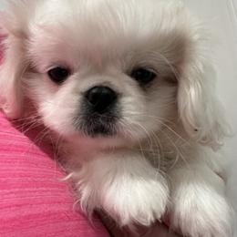 Full AKC - Buttons - Ready Now - White male Pekingese puppy in Hustontown, Pennsylvania from Triple I Pekes