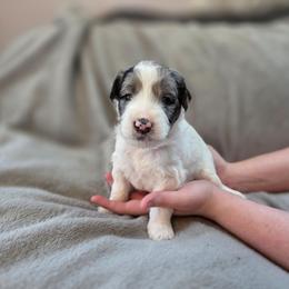 Raven - Blue merle female Bernedoodle puppy in Malden, Illinois from Doting Doodles