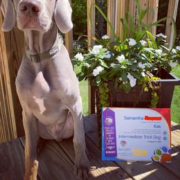 Weimaraner Puppies from Always Faithful Weimaraners