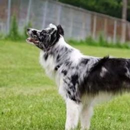Border Collies, Sporty Mixes, Staffordshire Bull Terriers, and Whippets from Painted Stars Farm