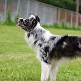 Border Collies, Sporty Mixes, Staffordshire Bull Terriers, and Whippets from Painted Stars Farm