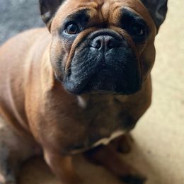 French Bulldog Puppies from Clay Bulldogs