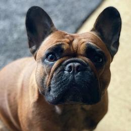 French Bulldog Puppies from Clay Bulldogs
