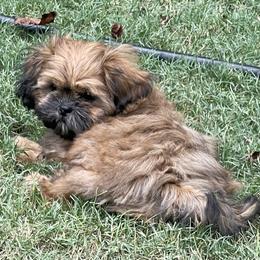 Roux - Shih Tzu