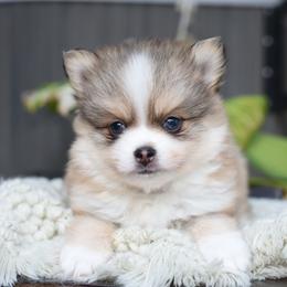 Smidge - Gray and white male Pomsky puppy in Coos Bay, Oregon from Ocean View Pomskies