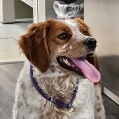 Marley - French Brittany