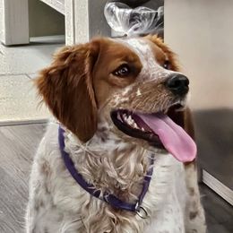 Marley - French Brittany
