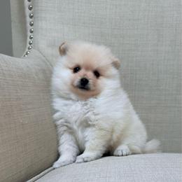 Daisy - Cream female Pomeranian puppy in Phoenix, Arizona from Luxpomz