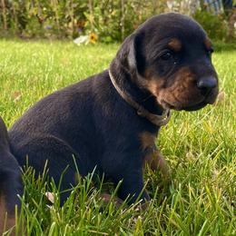 Brown - Black and rust male Doberman Pinscher puppy in Cheney, Washington from European Dobermans by Diana