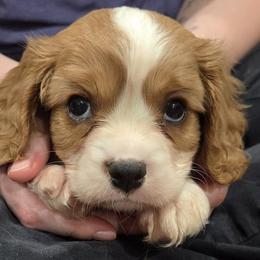 George - Blenheim male Cavalier King Charles Spaniel puppy in Sparta, Georgia from Southern Edge Therapy Ranch Cavaliers