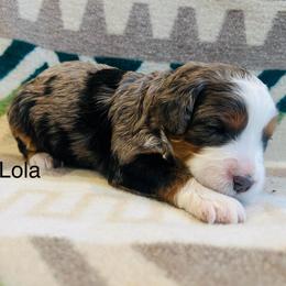 Lola - Merle female Bernedoodle puppy in Sandy, Oregon from MC Doodles