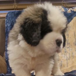 Boy 3 - Brown and white Saint Bernard puppy in Brandon, South Dakota from Split Rock Saints