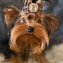 Amillia - Black and gold female Yorkshire Terrier puppy in Daggett, Michigan from Hetzel’s Enchanted Yorkies (Michigan)