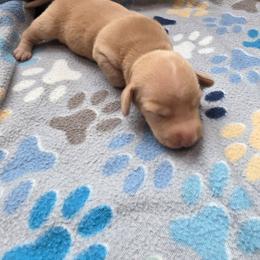 Boy 1 - Cream male Dachshund puppy in Farmerville, Louisiana from Hancock House of Basset Hounds & Mini Dachshunds