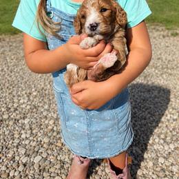 Liberty - Cream female Goldendoodle puppy in Hudson, Michigan from Haaspawz