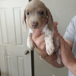 Dachshund Puppies from Wilson's Kennels