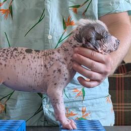 Bergamot - Bronze female Xoloitzcuintli puppy in Felts Mills, New York from Solstice Xolos