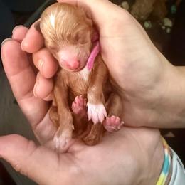 Pink - Red  female Poodle puppy in Saginaw, Texas from Pawcious Poodles