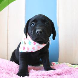 Doberman Pinscher and Labrador Retriever Puppies from GFDutton Retrievers & Dalla Grazia Dobermans
