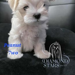 Boy 2 - White male Maltese puppy in Brooklyn, New York from Diamond Stars Maltese