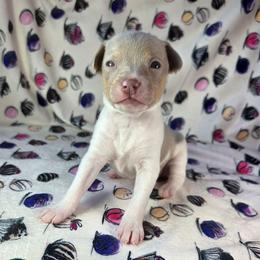 Carmel - Fawn white and tan female Rat Terrier puppy in Rio Vista, California from CaliRats Rat Terriers