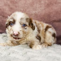 Woody - Red merle male Australian Shepherd puppy in Alvin, Texas from Gulf Coast Aussies