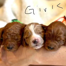 Goldendoodle All Grown Up from Poodle lovers