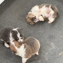American Corgi and Pembroke Welsh Corgi Puppies from Coastal country Farms