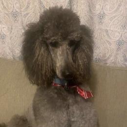 Poodles from J & M Standard Poodles