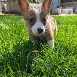 Pembroke Welsh Corgi Puppies from Rose Water Corgis