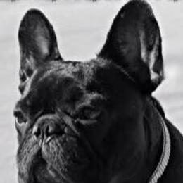 French Bulldogs and Mastiffs from Ashlan French Bulldogs/Divine Mastiffs