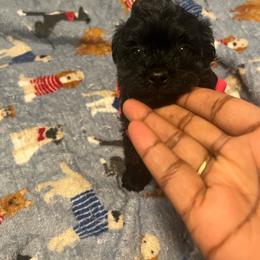 Lilo 2500 - Black female Yorkipoo puppy in Gastonia, North Carolina from Dynasty Kennel