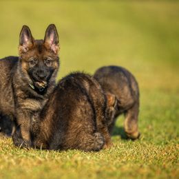 German Shepherd Puppies from Sommerfeld German Shepherds